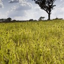 Fields at the St Jude mission farm. A very, very long distance from Gulu indeed.